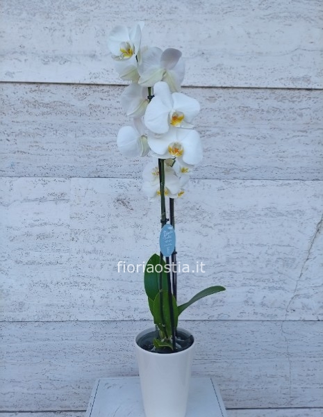 Orchidea bianca