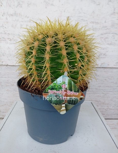 Echinocactus Grusonii