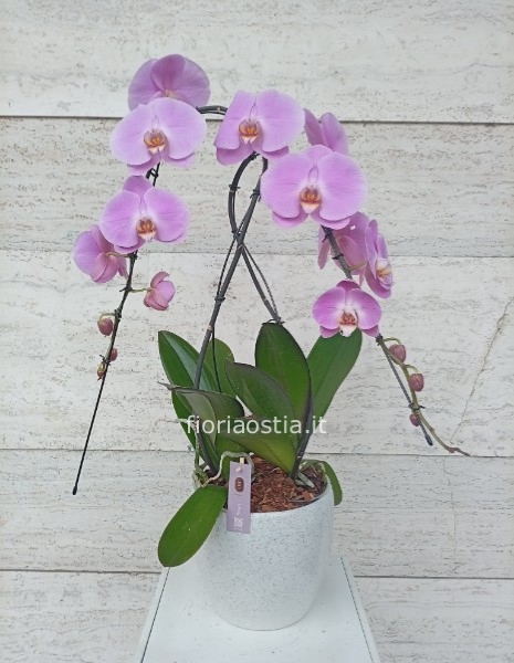 Bouquet Marinella