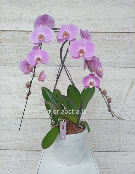 Orchidea