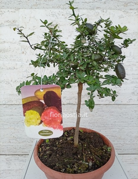 Finger lime