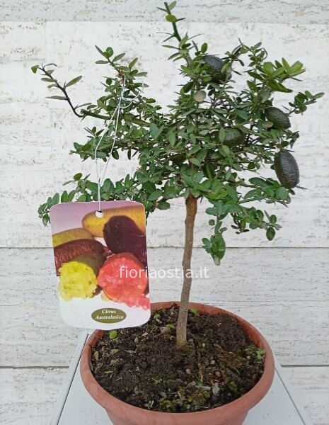 Finger lime
