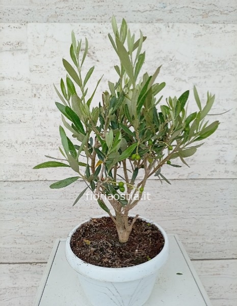 Bonsai di ulivo
