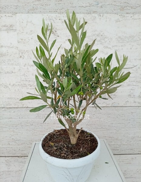 Bonsai di ulivo