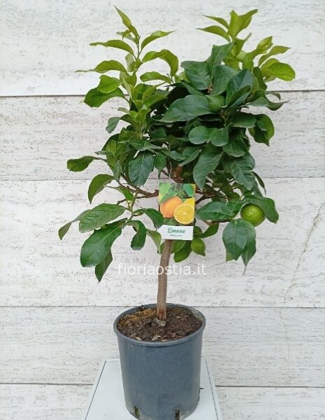 Pianta di limone