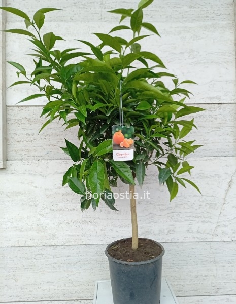 Pianta di Mandarino