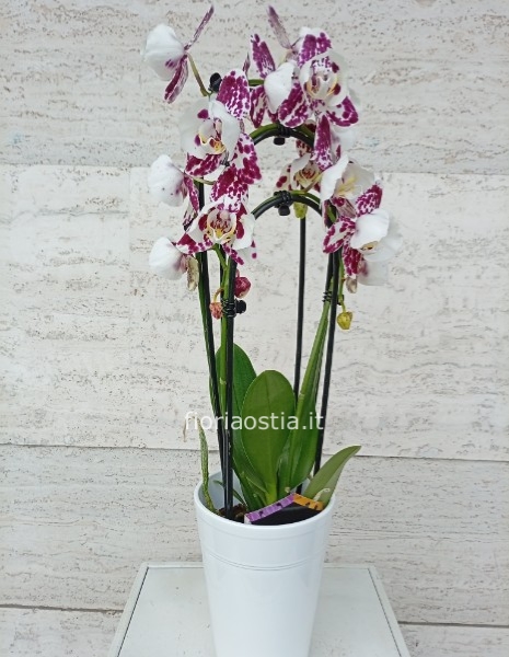Bouquet misto