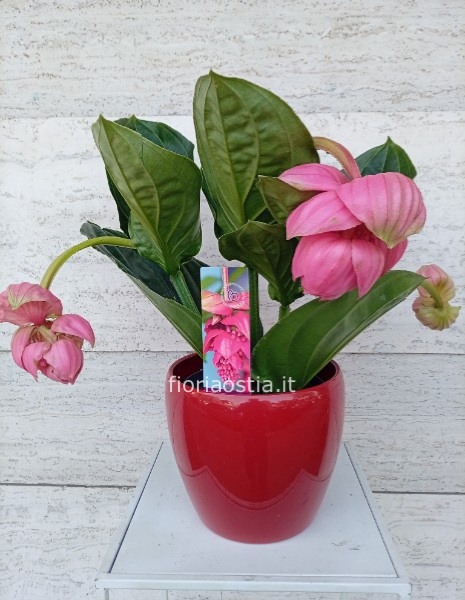 Medinilla magnifica flamenco 