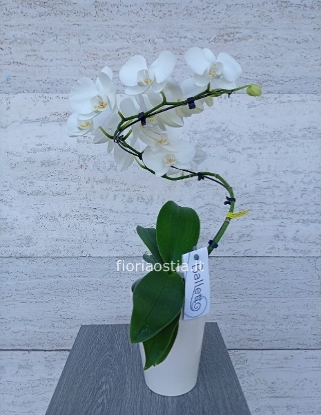 Orchidea Balletto bianca
