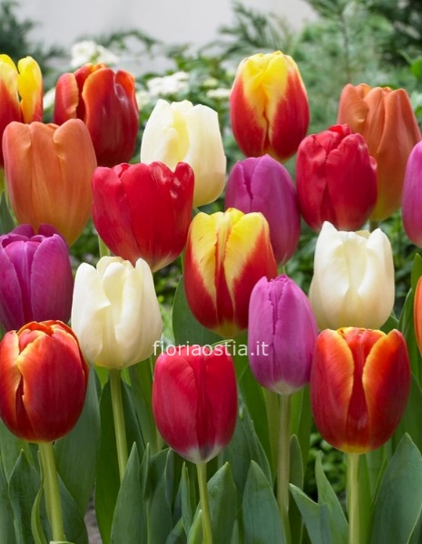 Mix di 60 bulbi di tulipani