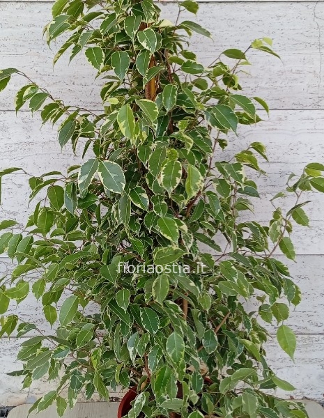 Ficus Benjamin