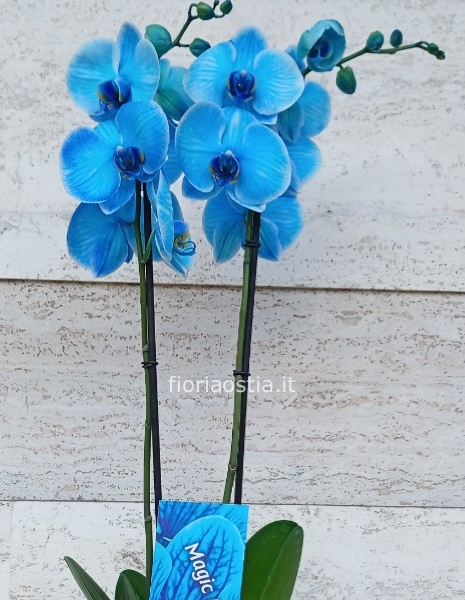 Orchidea blu 