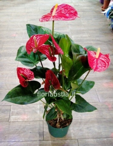 Pianta di anthurium